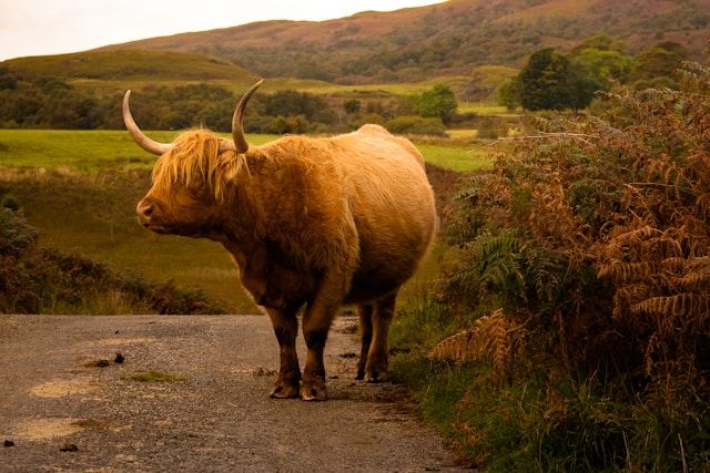 Blinde Kuh im Innenangriff